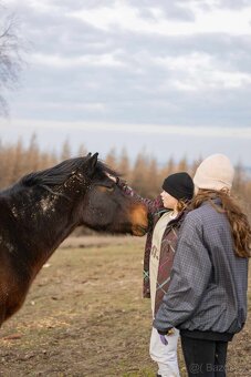 Huculská klisna, hucul, Tobiano, pony, malý kůň - 7