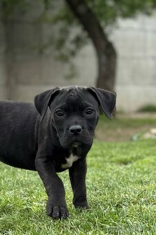 Cane corso s PP - 7