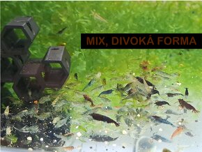 Krevetky krevety neocaridina davidi / heteropoda - 7