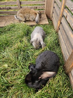 Francouzský beran - 7