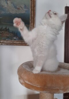 Prodám kočičku Ragdoll bez PP - 7