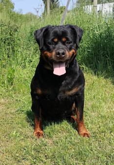 Šteniatka Rottweilera, Rottweiler, Rotvajler - 7