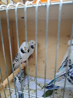 Blackwing andulky - 7