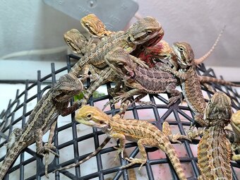 Agama vousatá České Budějovice - 7