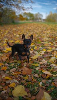 Trpasličí pinč (Miniatúrny pinč), pes s PP - 7