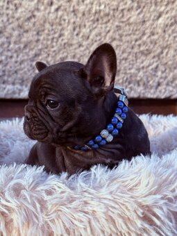 Francouzský buldoček - 7