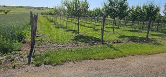 Švestkový sad 1842m (15,65x122,6) - 7