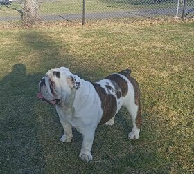 Anglický buldok ke krytí s PP - 7