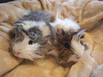 Morče - dvě krásné malé sestřičky - 7