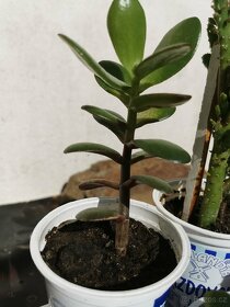 Sukulenty. kaktusy, tlustice, sansevierie, pokojové rostliny - 7