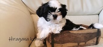 Štěňátka SHIH-TZU s PP - 7