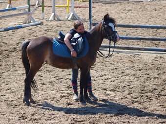Klisnička Welsh pony, sekce B na prodej - 7