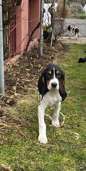 Štěně fenka  s PP ihned k odběru - 7