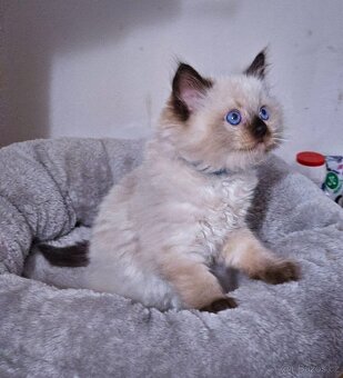 Ragdoll koťata s PP FIFe - 7