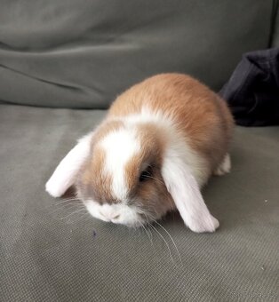 Zakrslý beránek králíček - 7