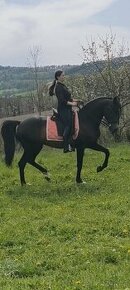 PŘIPOUŠTĚNÍ PSLusitano - 7