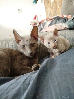 Cornish rex koťátka bez PP - 7