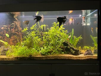 Akvárium EHEIM Incpiria 600L - 7