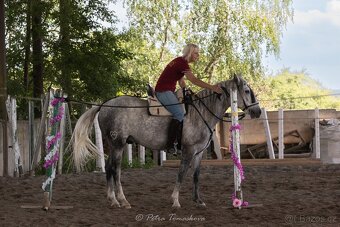 Lusitano - exkluzivní valach - 7