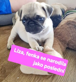 Mops - 7