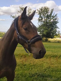 Mladý valach ČT - 7