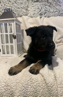 Německý ovčák s PP - 7