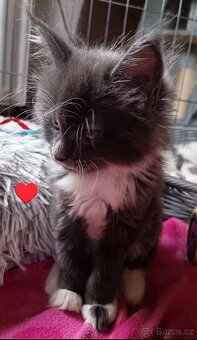Koťata mainská mívalý - 7