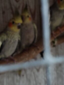 Andulky 739310328 - 7