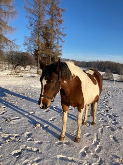 Klisna hnědý strakoš - 7
