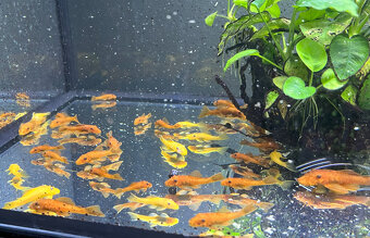 Ancistrus sp. super red - 7
