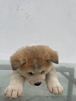 Akita inu šteňátka - 7