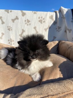 Pomeranian, špic, oranžový špic, pomik - 7