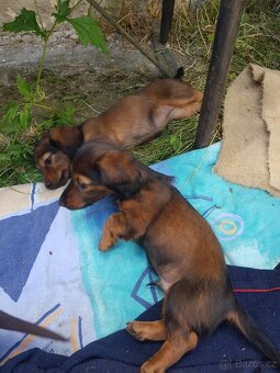Šťěňátka Jezevčíka trpasličí/kraličí dlouhosrstá - 7