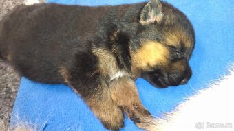 Německý ovčák - štěňata s PP - 7