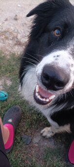 Krytí pes Border kolie - 7