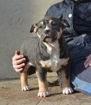American bully pocket / sharpei - 7