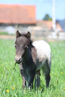 Plemenný hřebec minihorse - miniappaloosa - 7