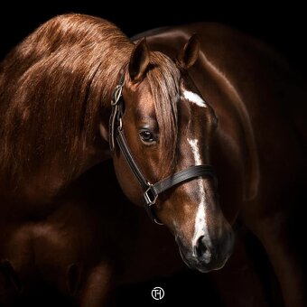 Na prodej: BR Walla Whiz Electric - 7