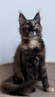 Mainska myvali kotata s PP - 7