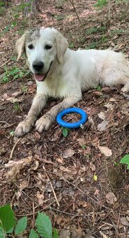 Zlatý retrívr ke krytí bez pp - 7