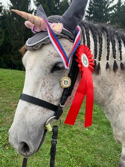 Welsh pony B - 7