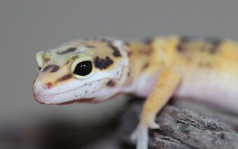 Gekončík noční - letošní mláďata - 7