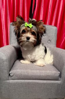 Biewer Jorkšírský teriér fenka s PP - 7