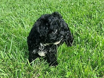 Maltipoo jen fenky - 7