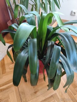 Pokojové rostliny - 7