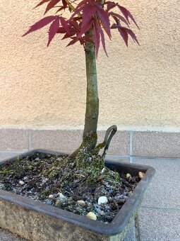 Bonsai, Bonsaj, japonský javor, skalky - 7