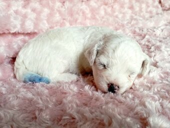 Bišonek - Bichon á poil Frisé - 7