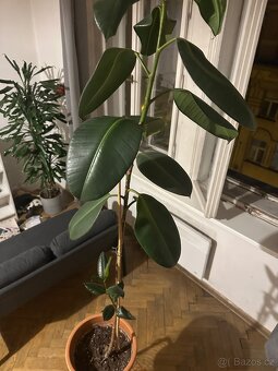 Fikus Elastica - cca 180 cm, včetně květináče - 7