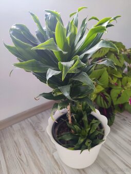 Pokojové květiny - 7