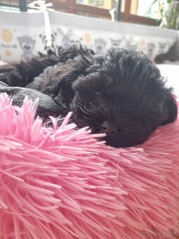 🐾 Ruská barevná bolonka – štěňátka s PP-k odběru - 7